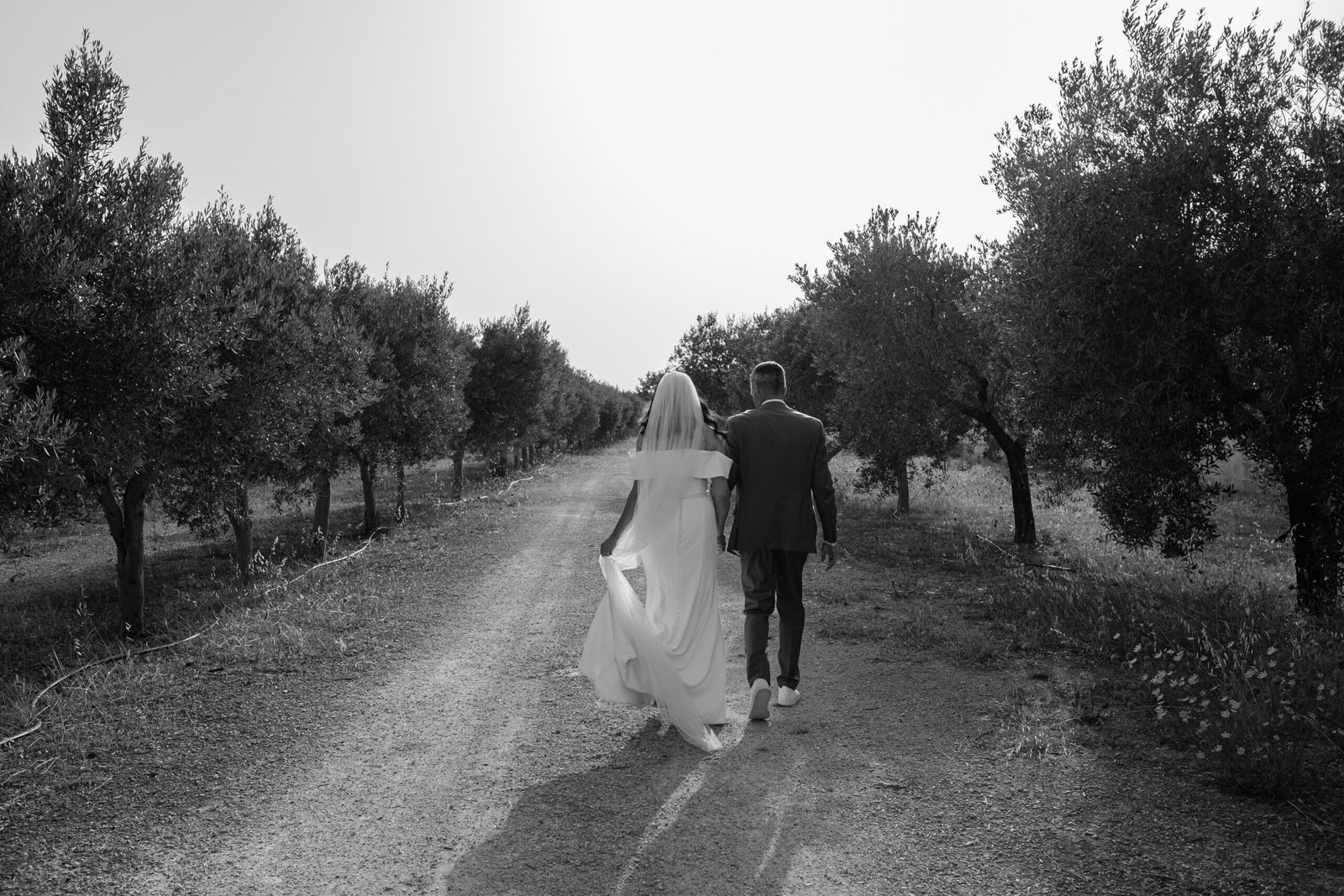 wedding couple in olive grove in puglia